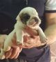 VENDO cuccio di buldog inglese